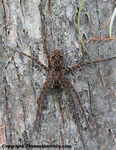 Genus Dolomedes .